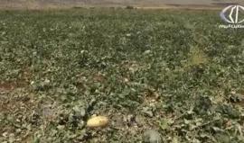 #شاهد
سهل القاعون في الأغوار الشمالية يزرع لأول مرة منذ النكسة 
#تقرير جهاد بركات ‏