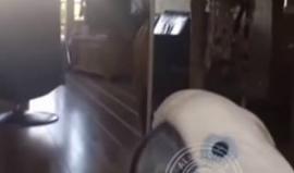 #ترفيه هل تحب اللهو مع الببغاء