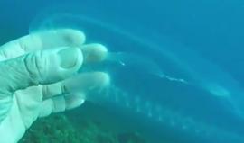 سمكة شفافة في قاع البحر.. تثير الإعجاب