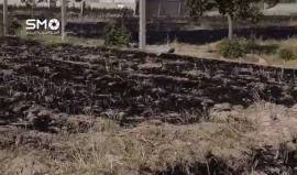 #شاهد
سوريا - ريف دمشق : حريق المحاصيل الزراعية و هلاك المواشي جراء القصف العنيف على بلدة الشيفونية