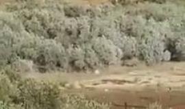 #شاهد | قوات الاحتلال تفتش المركبات على مدخل قرية زبوبا قضاء جنين قبل قليل.