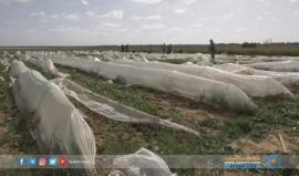 مزارعو المناطق الحدودية بغزة .. خطر تحت فوهات مدافع الاحتلال
تقرير قناة القدس