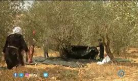 #شاهد متطوعون يساعدون المزارعين في قطف الزيتون في قرية وادي فوكين غرب مدينة بيت لحم

تقرير: ممدوح حمامرة