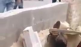 #فيديو قوات الاحتلال تعتدي على الطفل أحمد العمور (15 عاماً) خلال احتجازه في بلدة تقوع جنوب شرق بيت لحم