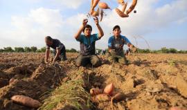 ثمر رغم المعاناة.. موسم جني محصول البطاطس الحمراء "الحلوة" في حقول قطاع غزة