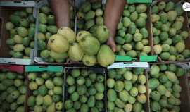 موسم الجوافة في قطاع غزة.. كميات مبشرة وأسعار في متناول الجميع