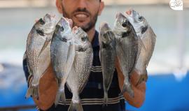 الاستزراع السمكي في غزة.. قصة نجاح من العدم