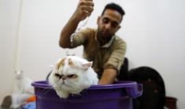 "حمًام تقليم أظافر ومساج| القط السعيد".. صالون عناية خاص بـالقطط في غزة