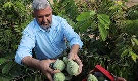 موسم حصاد وفير لفاكهة القشطة في قطاع غزة