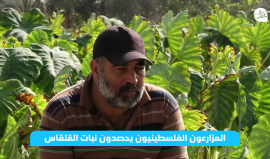 موسم حصاد القلقاس في قطاع غزة