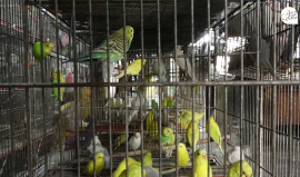 تربية الطيور.. من هواية إلى مهنة