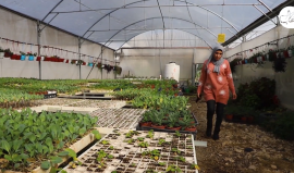 "شاريهان".. تحقق حلمها بإنشاء مشتلها الزراعي الخاص في #نابلس وتكسر احتكار الرجال لتملك المشاتل