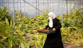 صفه الأطباء علاجاً لها..الفلسطينية فاطمة الترابي تنشئ مزرعة #كركم في نابلس لتكن الأولى من نوعها في فلسطين