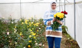 الفلسطينية فرح براهمة من جنين تُحارب البطالة لتحقيق دخل لعائلتها بإنتاج أزهار الورد الجوري