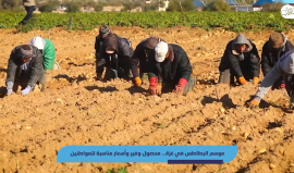 موسم جني محصول البطاطس في قطاع غزة