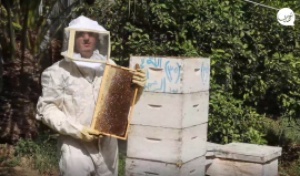 موسم جني العسل في قطاع غزّة.. من القطف حتى الإنتاج