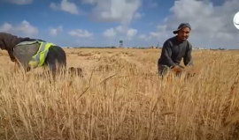 مزارعون يحصدون القمح من أراضيهم الزراعية عند الحدود الشرقية لخانيونس جنوب قطاع غزة