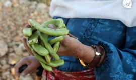 الحاجة لطيفة تصنع "المقيقة" من الخروب في قرية اللبن الشرقية جنوب نابلس