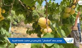 موسم "المشمش" في #سلفيت