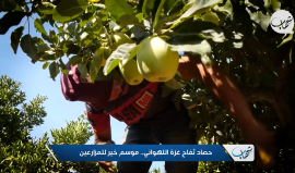 موسم حصاد فاكهة التفاح اللهواني شمال قطاع غزة
