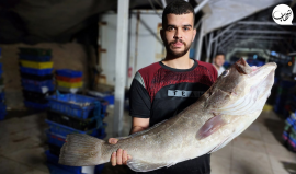 صيادون في قطاع غزة يجهزون الأسماك لتصديرها للضفة الغربية