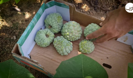 موسم حصاد "القشطة" في قطاع غزة التي انخفضت أسعارها نسبيًا بسبب وفرة المحصول مقارنة مع العام الماضي