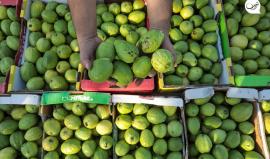 موسم قطف فاكهة "الجوافة" في منطقة المواصي الساحلية غرب خانيونس جنوب قطاع غزة