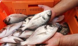 تأثر قطاع صيد الأسماك في قطاع غزة بعد منع الاحتلال التصدير للضفة الغربية