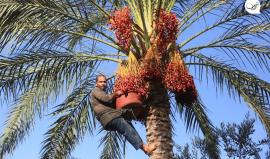 مزارعو غزة.. موسم بلح شحيح للمرة الأولى منذ 50 عاماً