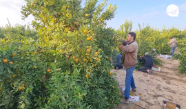 بدء موسم قطف ثمار الكلمنتينا في قطاع غزة