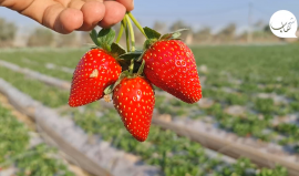 "الذهب الأحمر"..  بدء موسم قطف محصول الفراولة (التوت الأرضي) في بيت لاهيا شمال قطاع غزة