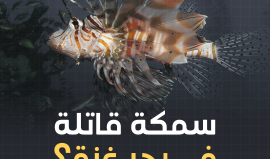 سمكة "الأسد" القاتلة تُثير جدلاً وقلقًا واسعًا بغزة.. هل وصلت شواطئ القطاع فعلاً؟