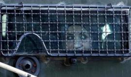 الأسيرات في سجون الاحتلال