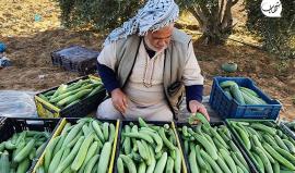 موسم جني ثمار الفقوس في قطاع غزة.. تحديات واجهت الموسم تعرف عليها