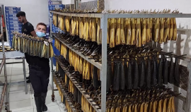 تجهيز أسماك الفسيخ والرنجة التي تنشط بمدينة غزة استعدادًا لعيد الفطر