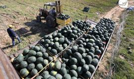 موسم قطف ثمار البطيخ في قطاع غزة