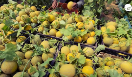 موسم جني ثمار الشمام في قطاع غزة