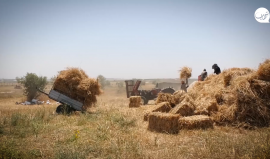 موسم حصاد القمح في قطاع غزة