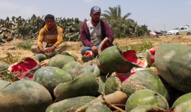 العدوان "الإسرائيلي" يحول موسم حصاد البطيخ والشمام إلى فاجعة في خزاعة بخانيونس جنوب قطاع غزة