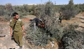 مستوطنون يقتلعون نحو 300 شجرة زيتون شمالي رام الله