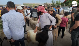 الأضاحي.. أسواق ممتلئة وحركة شرائية ضعيفة بغزة