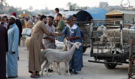 حركة نشطة في سوق المواشي في البريج وسط قطاع غزة قبل أيام من عيد الأضحى المبارك