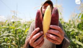 زراعة الذرة الحمراء.. التجربة الأولى من نوعها في غزة