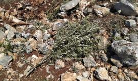 مستوطنون يقتلعون أشجار زيتون