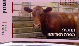 ترجمة خاصة| جماعات يهودية تجلب 5 بقرات حمراء تحضيرًا لبناء الهيكل المزعوم مكان الأقصى