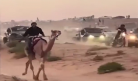 ذهول "إسرائيلي".. فلسطينيون ينظمون سباق للجمال بمناطق تدريب جيش الاحتلال قرب قاعدة "تسئليم" العسكرية في بئر السبع