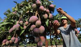 حصاد المانجو.. موسم وفير واقبال متزايد في الأسواق المحلية بمدينة غزة