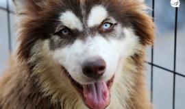 سلالات نادرة من الكلاب والقطط تدخل قطاع غزة