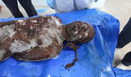 جثمان شهيد من غزة