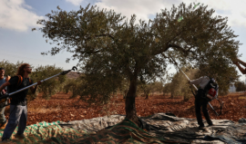 Olive Season Assaults West Bank Farmers Face Persistent Violence.png